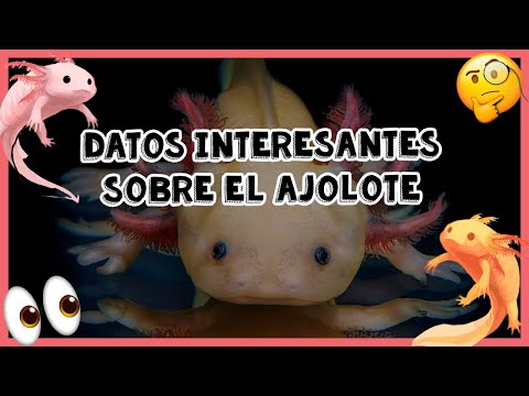 Significado del tatuaje de axolotl